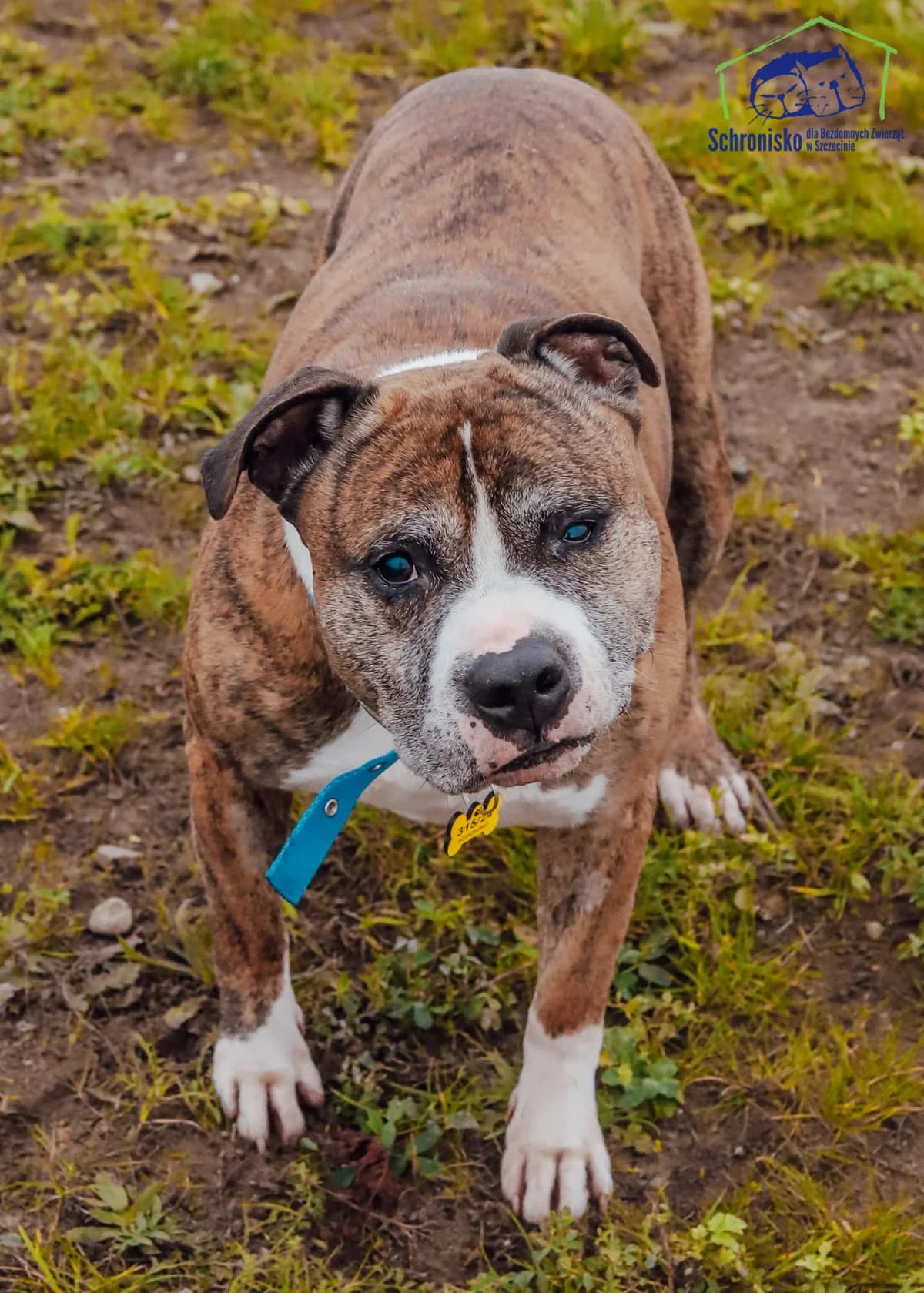 Pysio,  Mixed Breed for adoption at Schronisko Szczecin, Szczecin