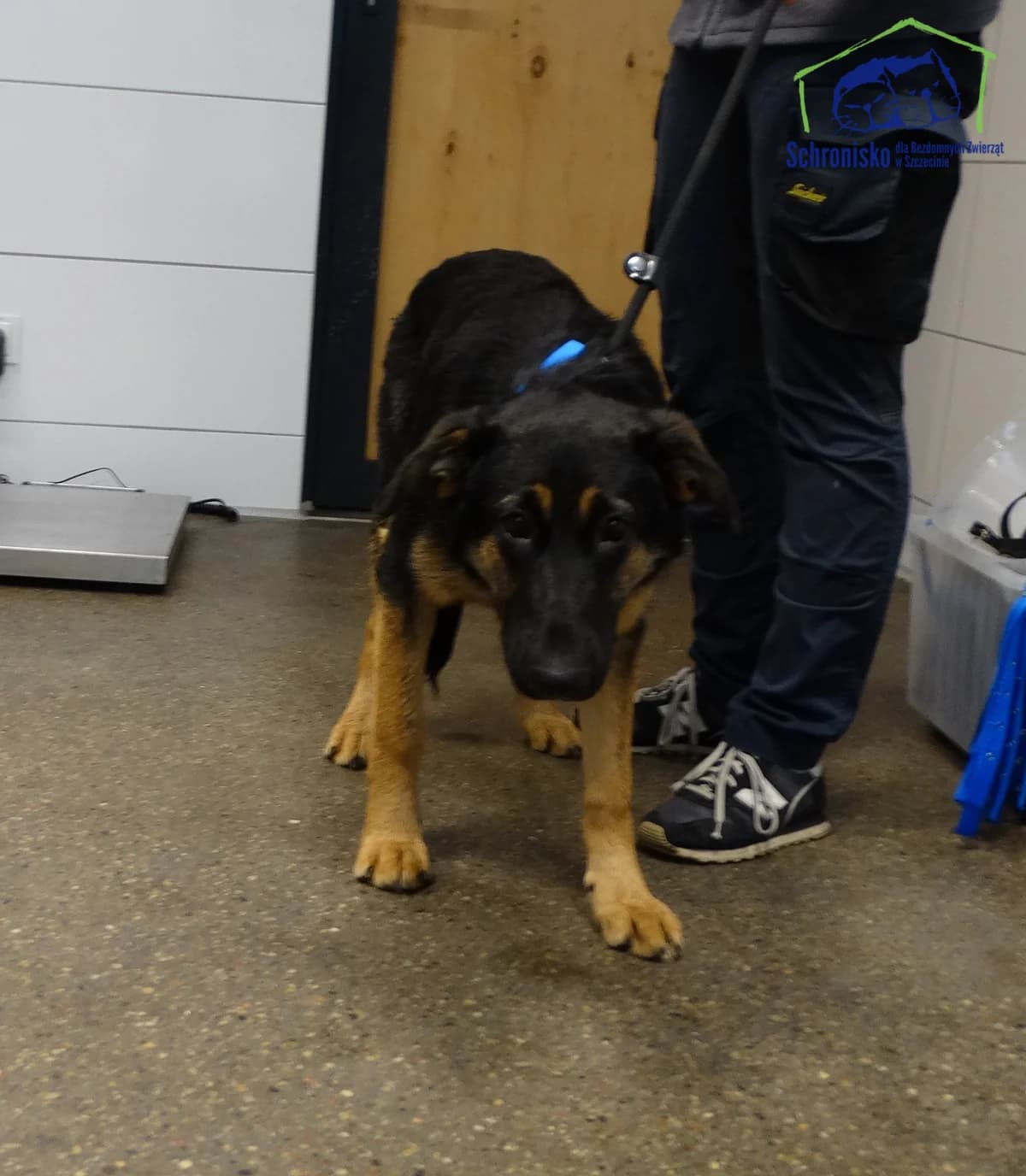 315/25,  Mixed Breed for adoption at Schronisko Szczecin, Szczecin