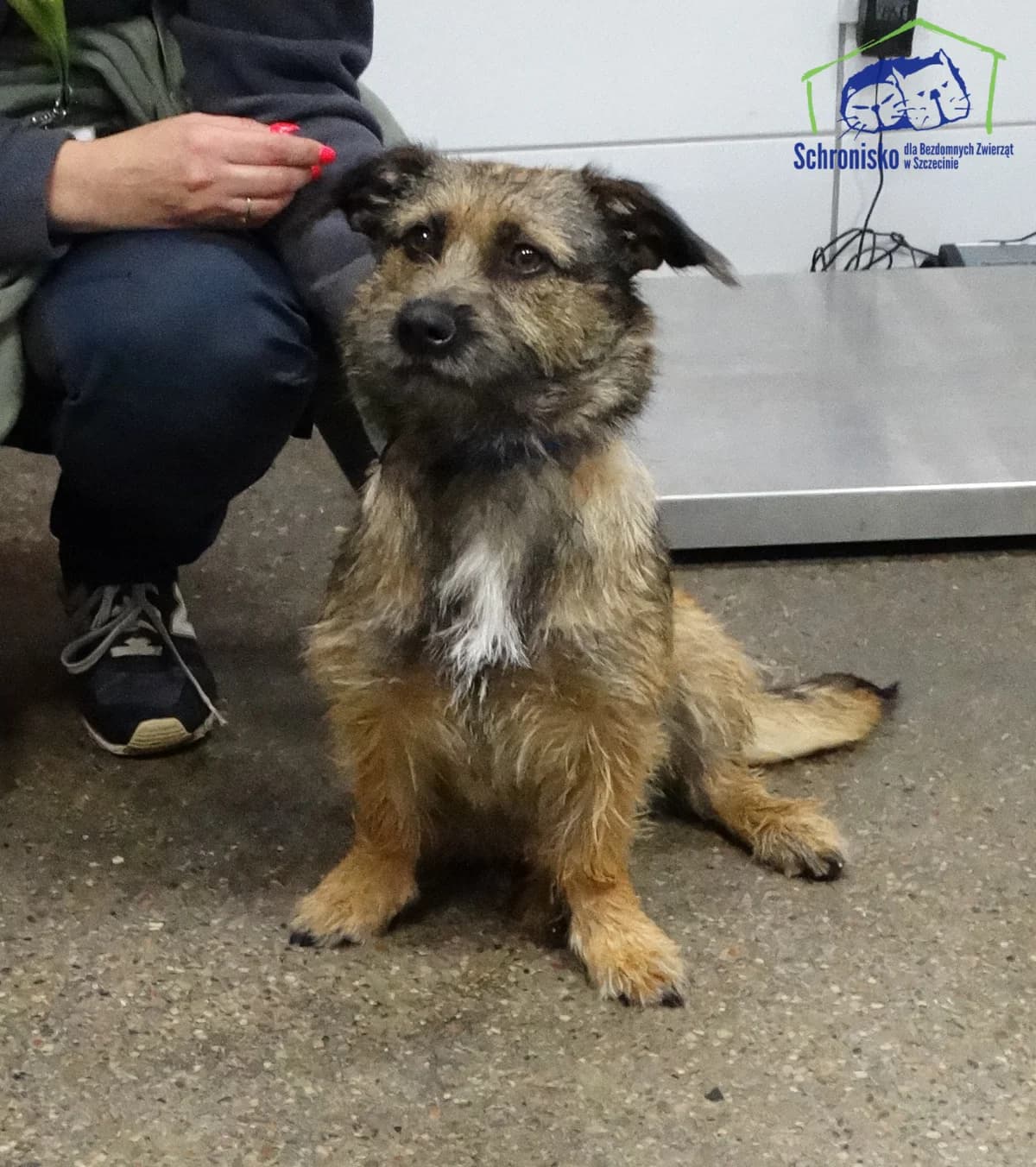 316/25,  Mixed Breed for adoption at Schronisko Szczecin, Szczecin