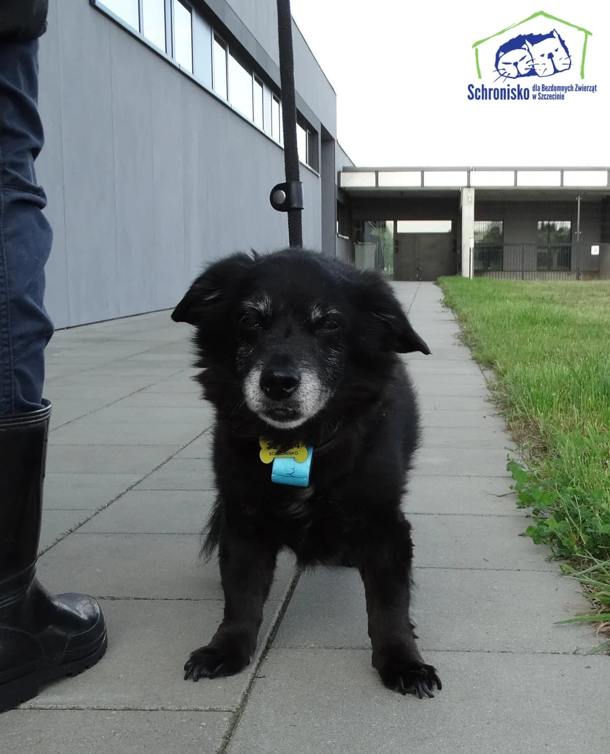 321/24,  Mixed Breed for adoption at Schronisko Szczecin, Szczecin
