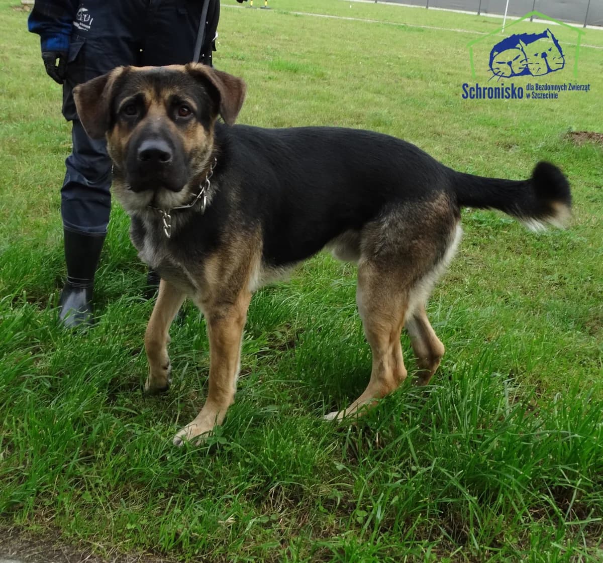 321/25,  Mixed Breed for adoption at Schronisko Szczecin, Szczecin