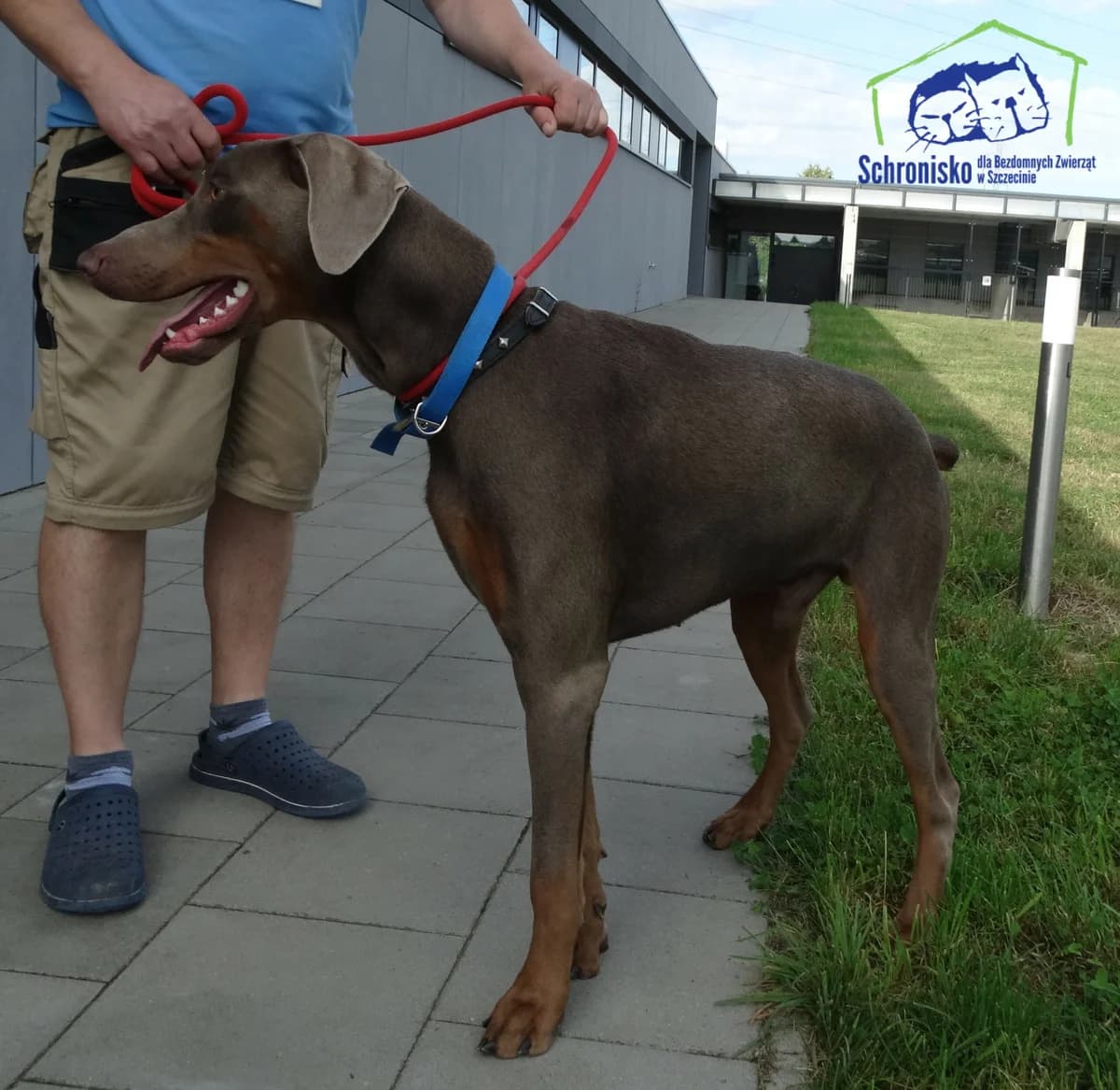 322/24, Mixed Breed (Schronisko Szczecin)