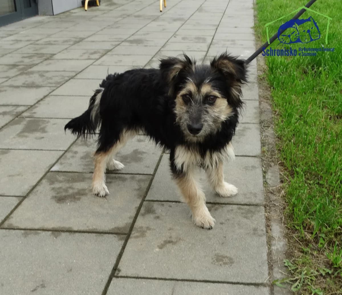 322/25,  Mixed Breed for adoption at Schronisko Szczecin, Szczecin