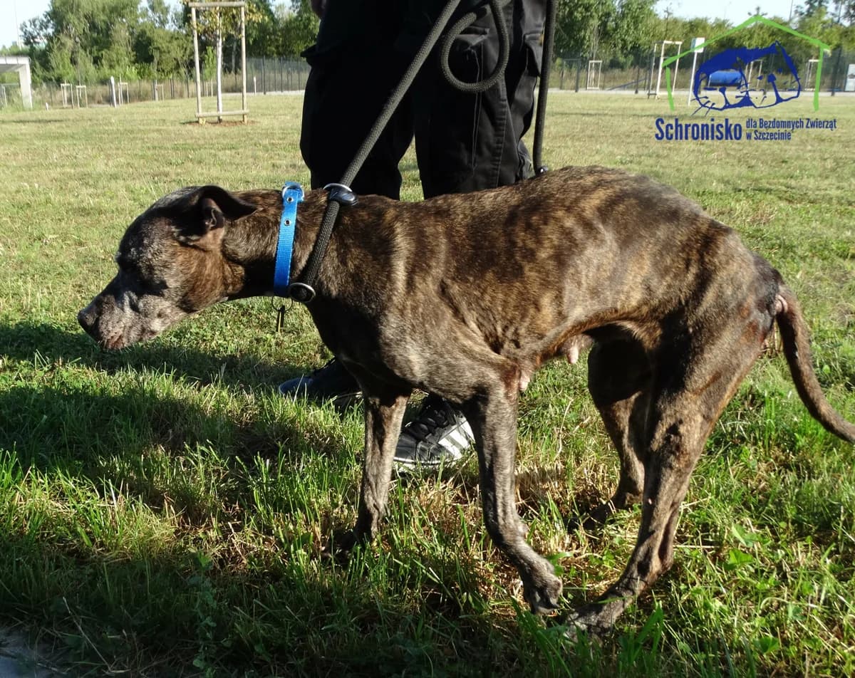 324/24, Mixed Breed (Schronisko Szczecin)