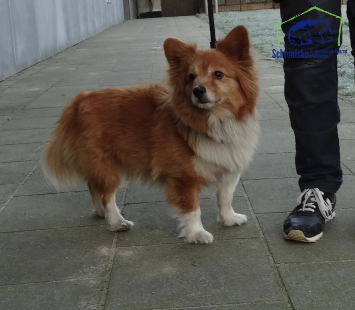 33/25, Mixed Breed (Schronisko Szczecin)
