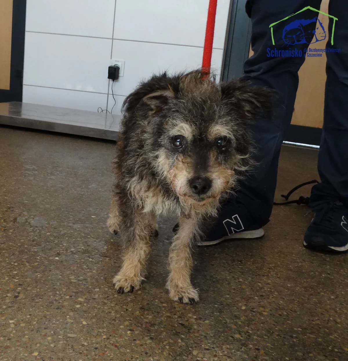 Fini,  Mixed Breed for adoption at Schronisko Szczecin, Szczecin
