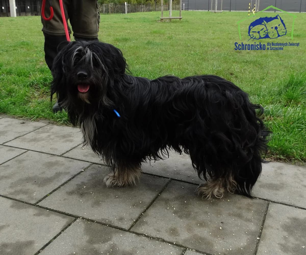 332/25,  Mixed Breed for adoption at Schronisko Szczecin, Szczecin
