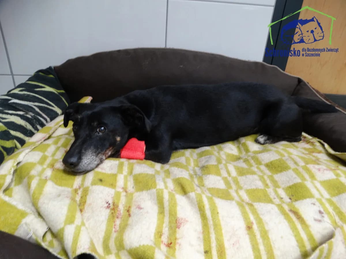341/24, Mixed Breed (Schronisko Szczecin)