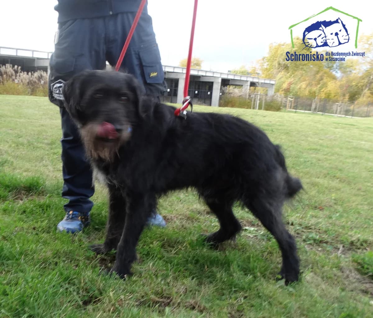 341/25,  Mixed Breed for adoption at Schronisko Szczecin, Szczecin
