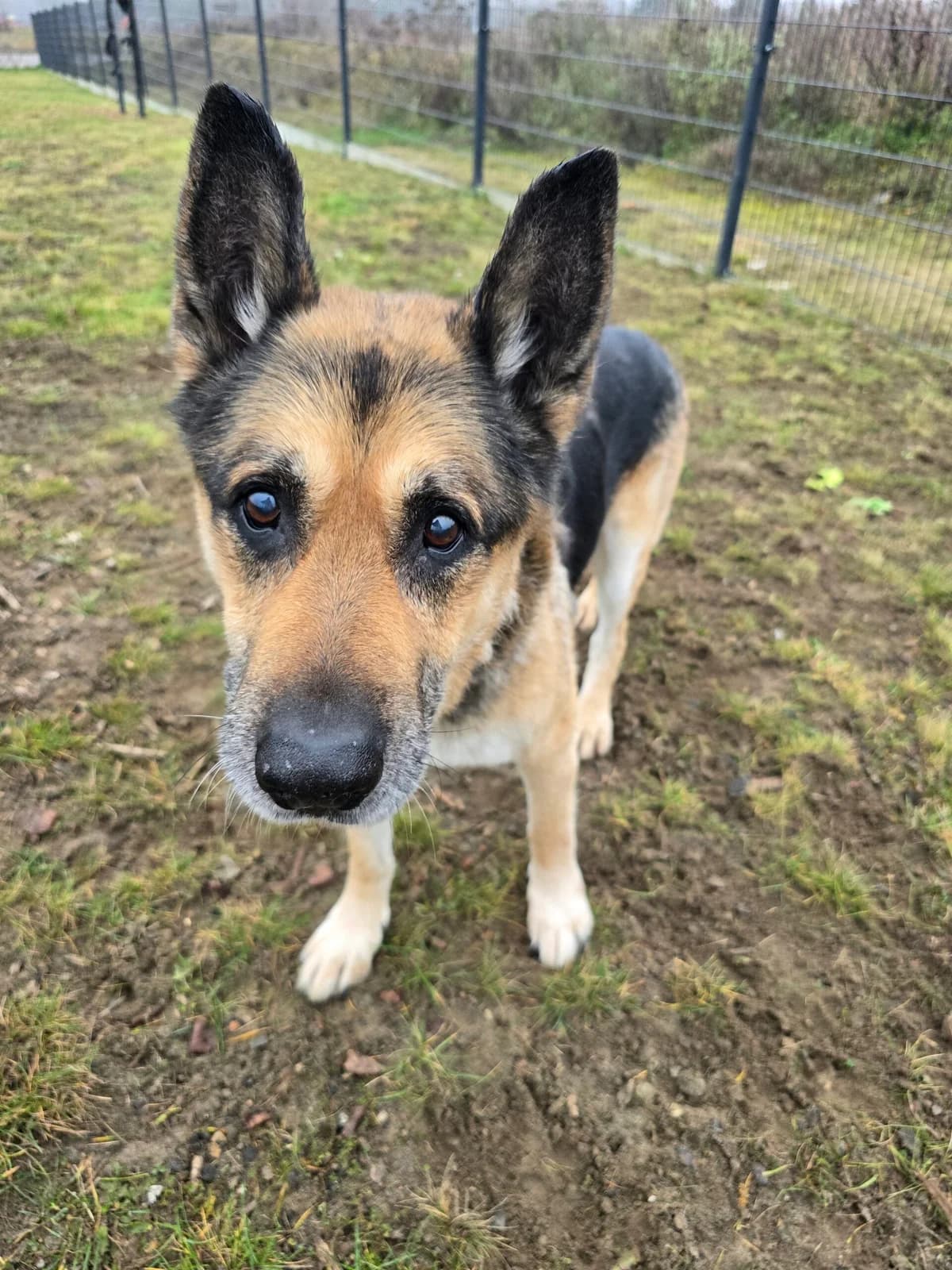 Cezar,  Mixed Breed for adoption at Schronisko Szczecin, Szczecin