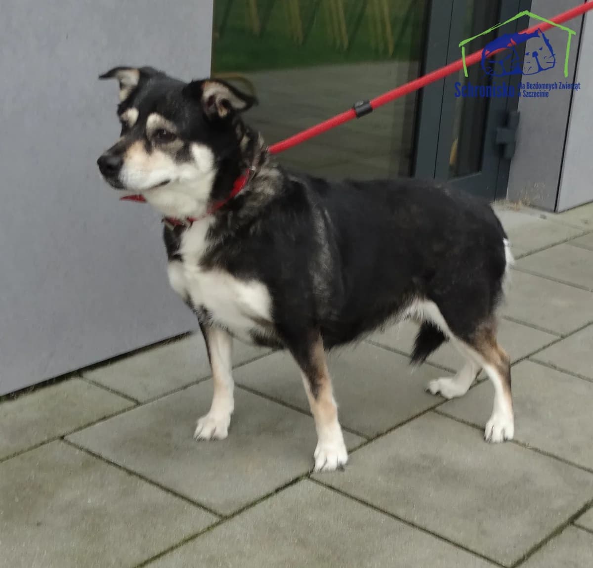 344/25,  Mixed Breed for adoption at Schronisko Szczecin, Szczecin