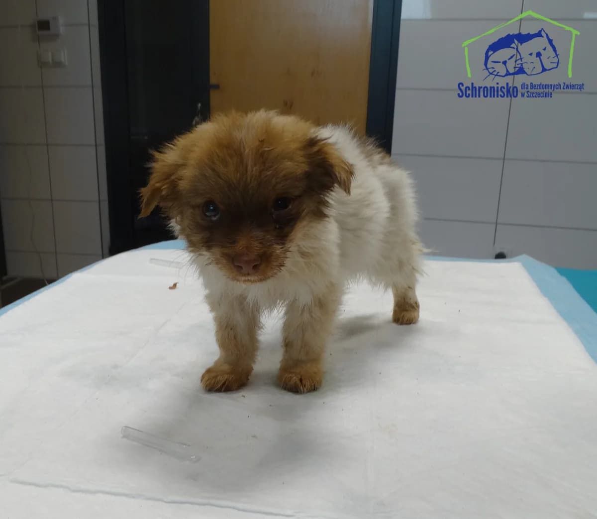 348/25,  Mixed Breed for adoption at Schronisko Szczecin, Szczecin