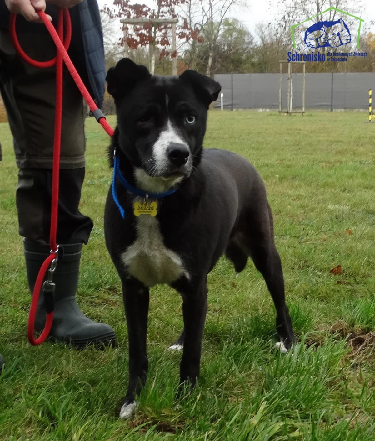 353/25,  Mixed Breed for adoption at Schronisko Szczecin, Szczecin