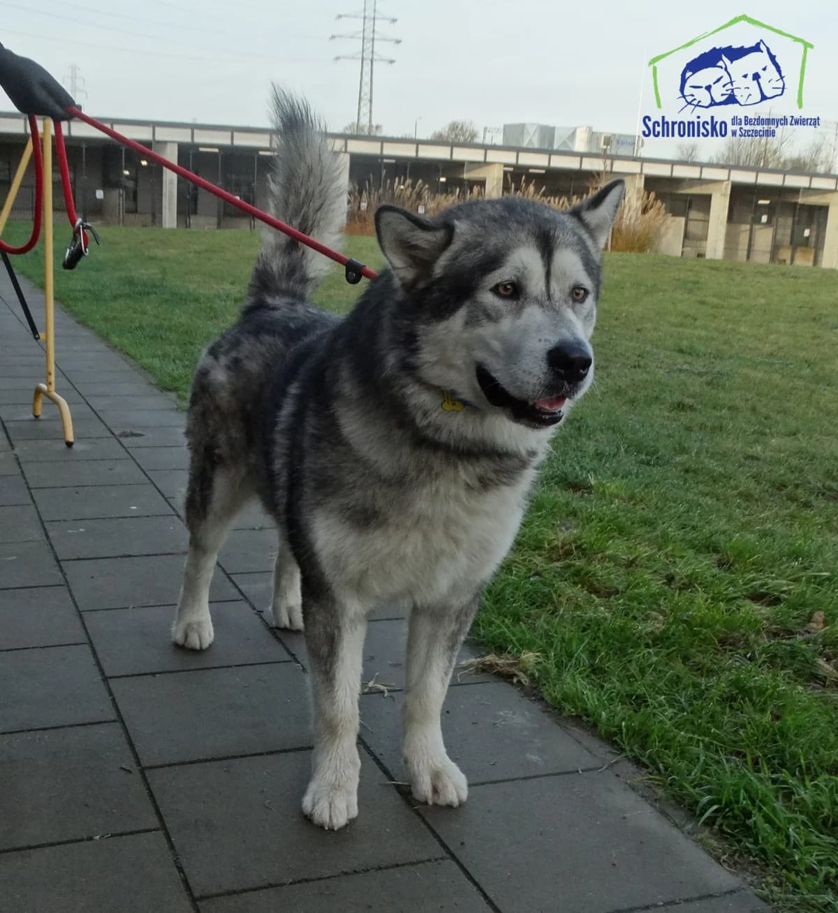 357/25,  Mixed Breed for adoption at Schronisko Szczecin, Szczecin