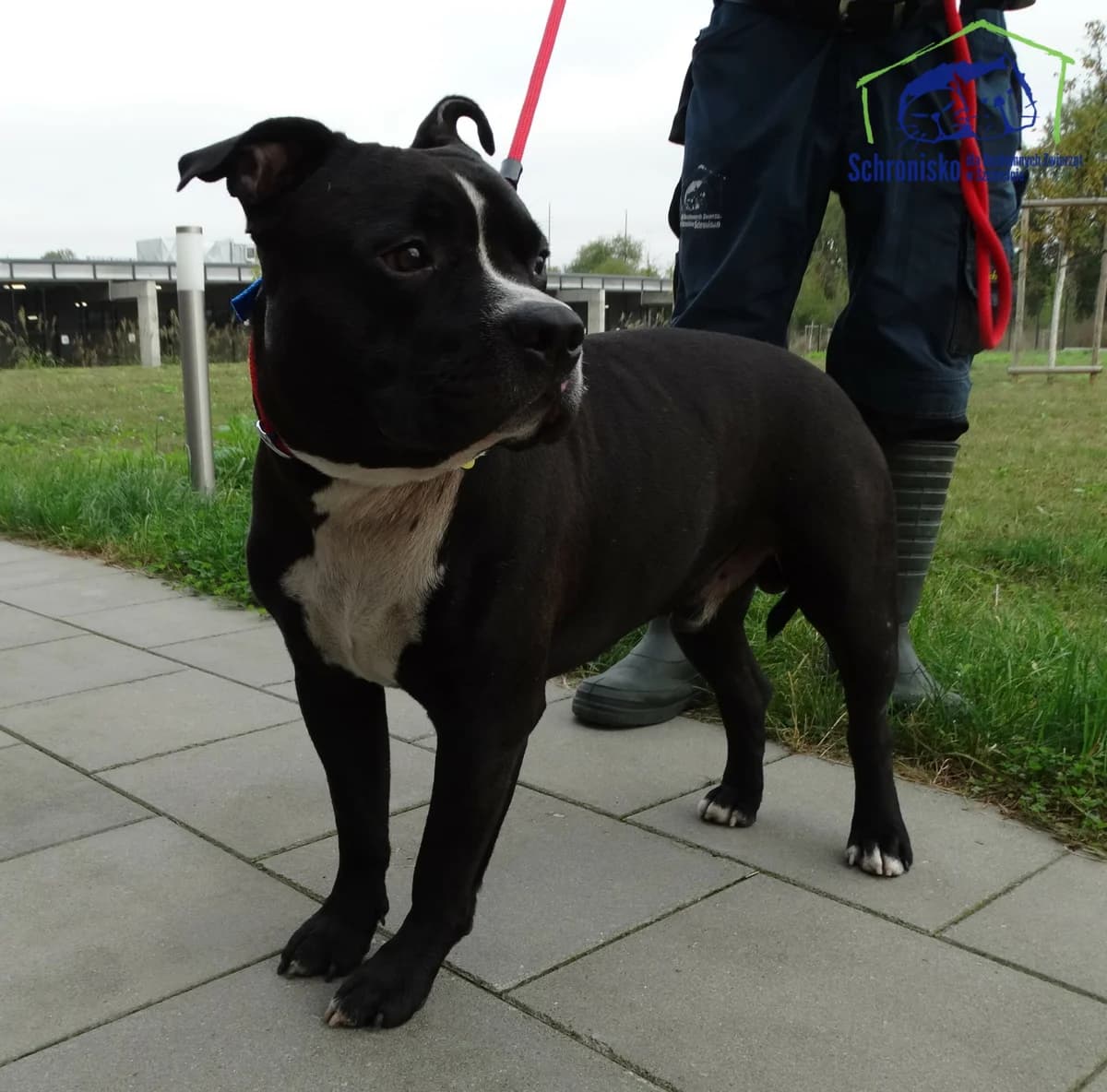 358/24, Mixed Breed (Schronisko Szczecin)