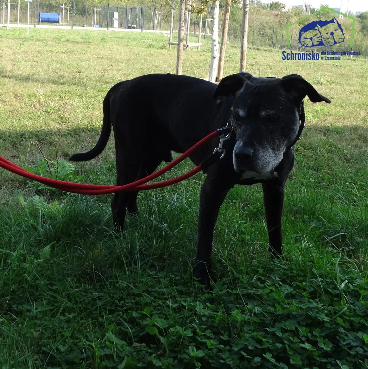 360/24, Mixed Breed (Schronisko Szczecin)