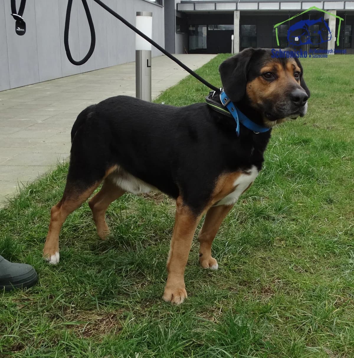 37/25, Mixed Breed (Schronisko Szczecin)