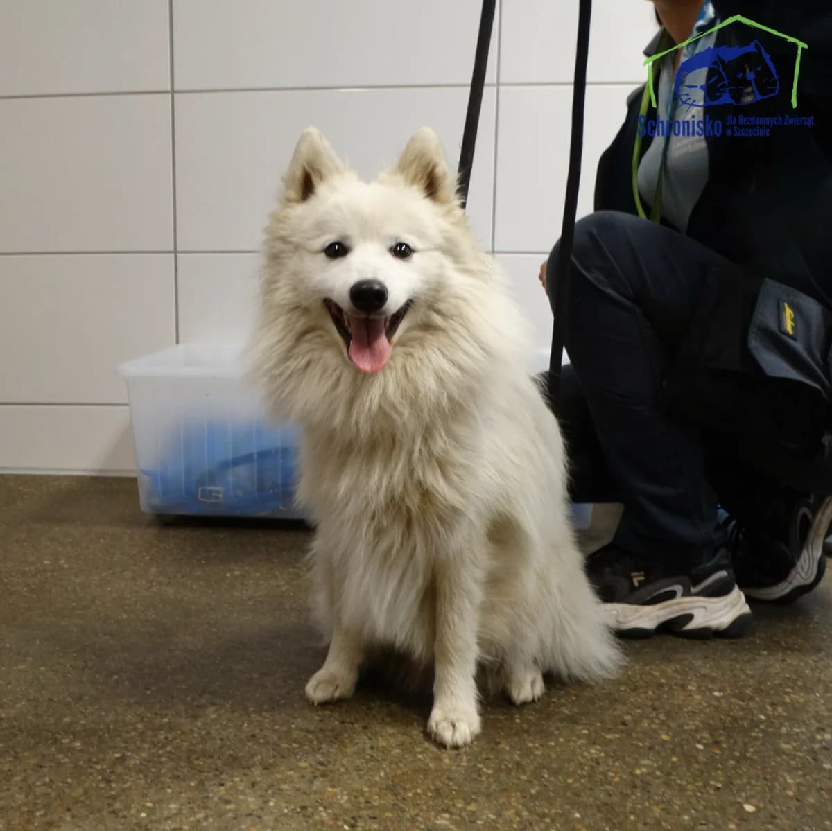 370/24,  Mixed Breed for adoption at Schronisko Szczecin, Szczecin