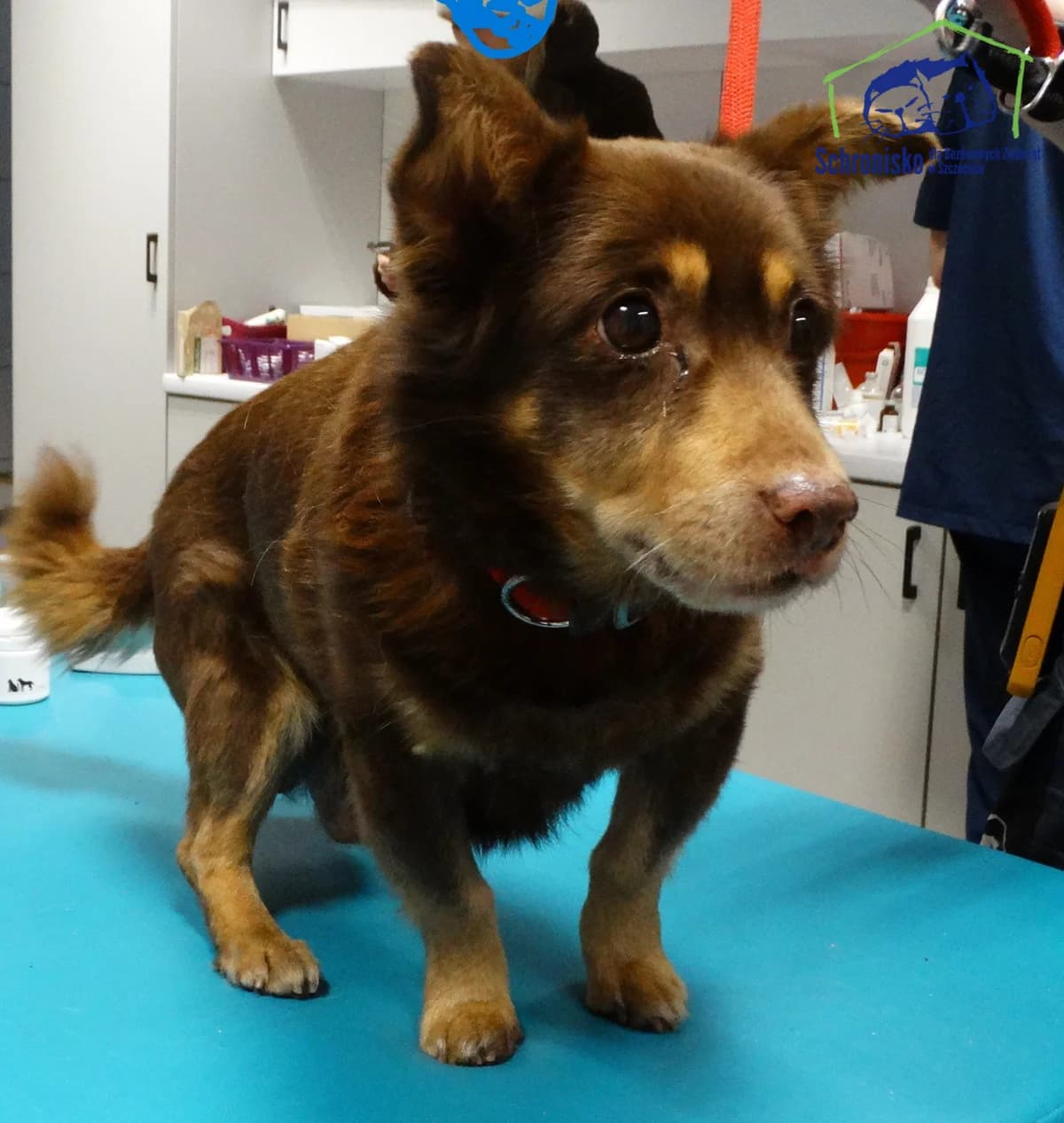 370/25,  Mixed Breed for adoption at Schronisko Szczecin, Szczecin
