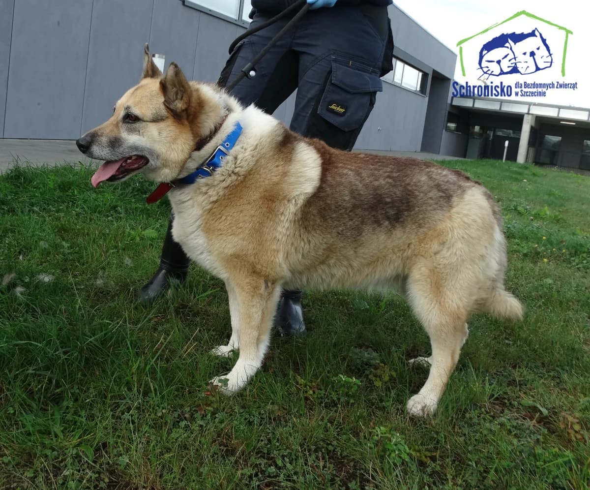 375/24,  Mixed Breed for adoption at Schronisko Szczecin, Szczecin