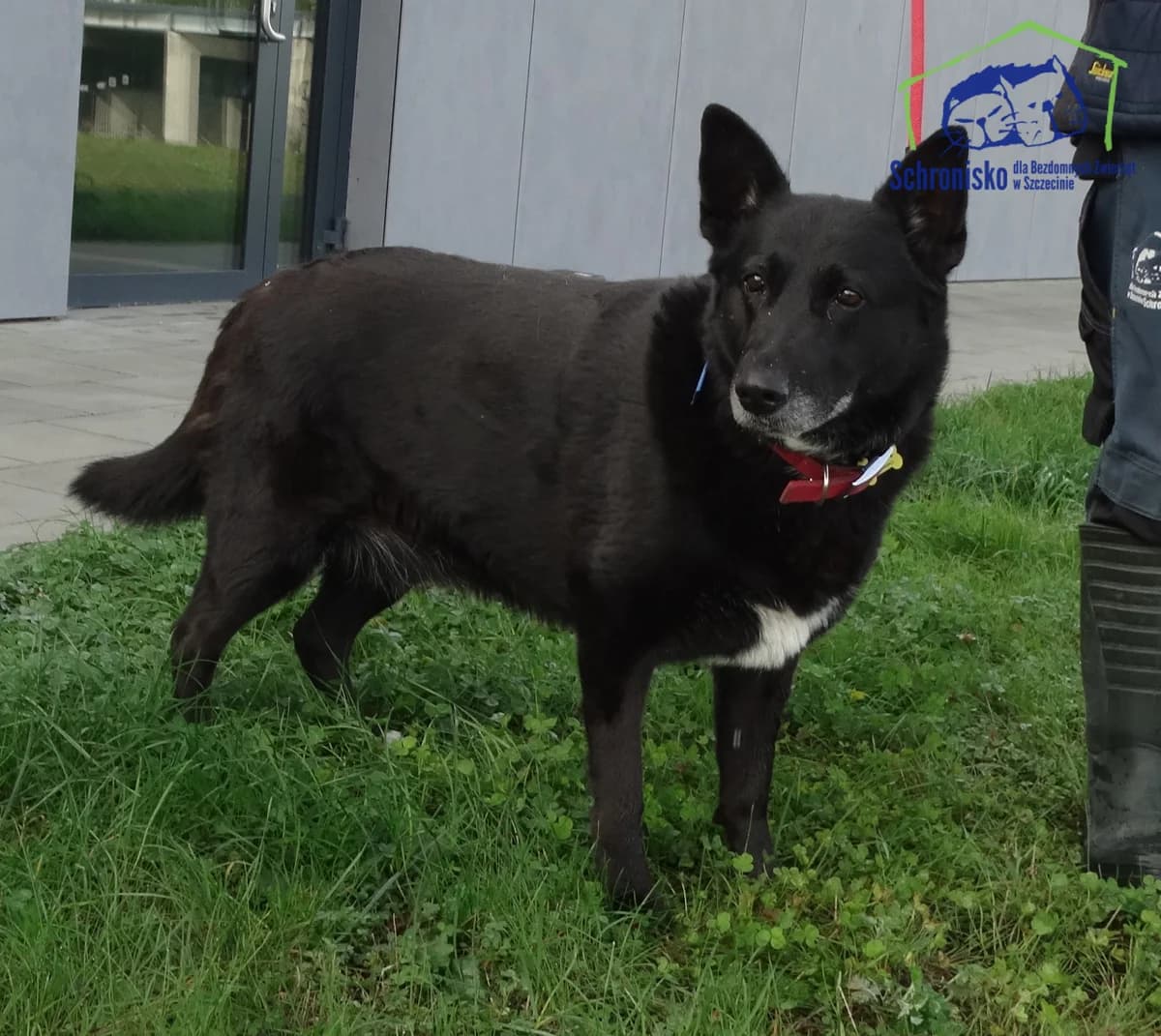376/24,  Mixed Breed for adoption at Schronisko Szczecin, Szczecin