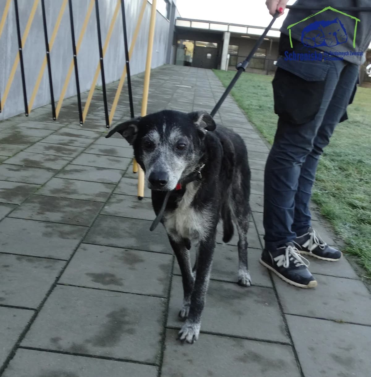 377/25,  Mixed Breed for adoption at Schronisko Szczecin, Szczecin