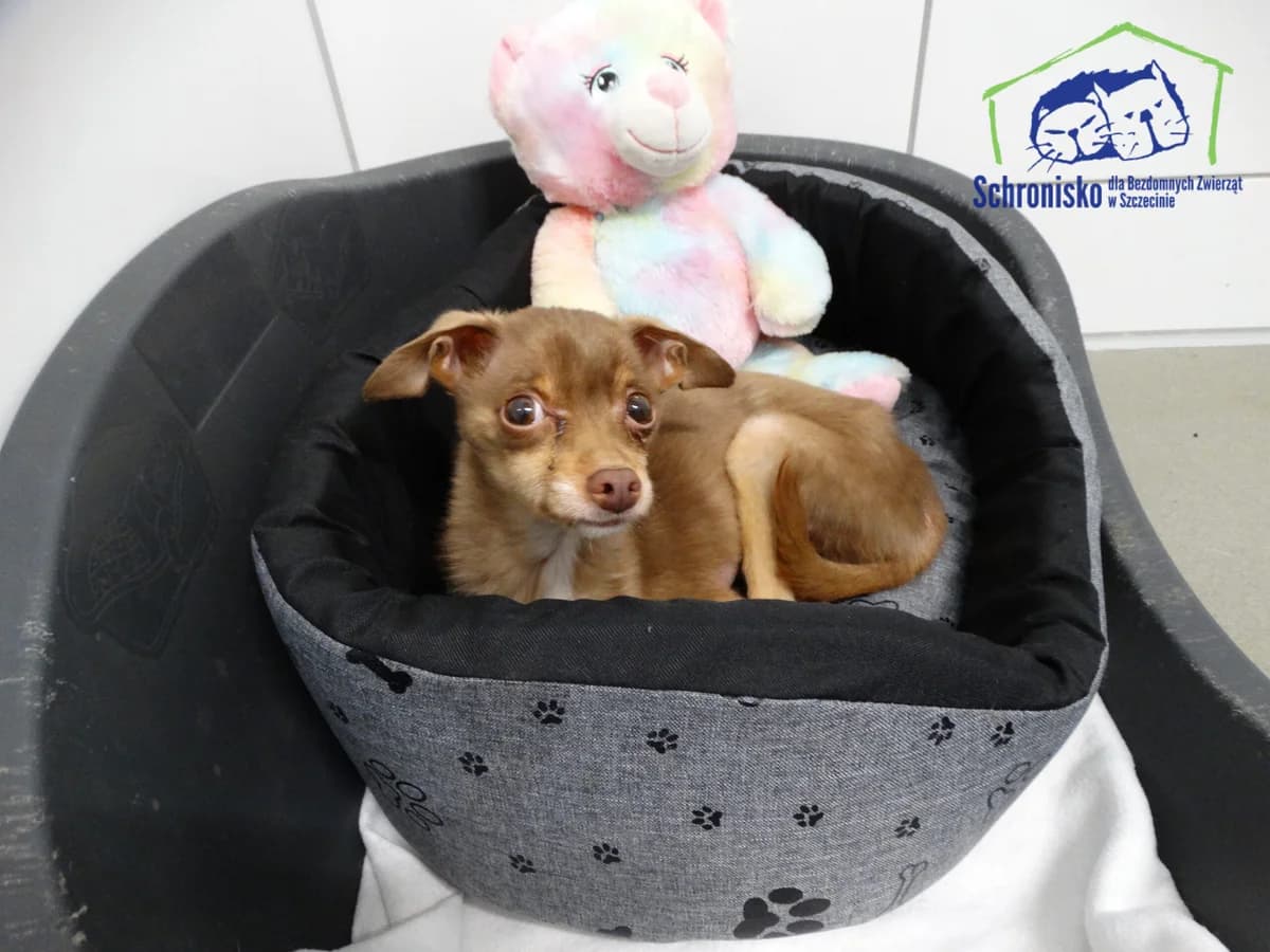 38/25, Mixed Breed (Schronisko Szczecin)