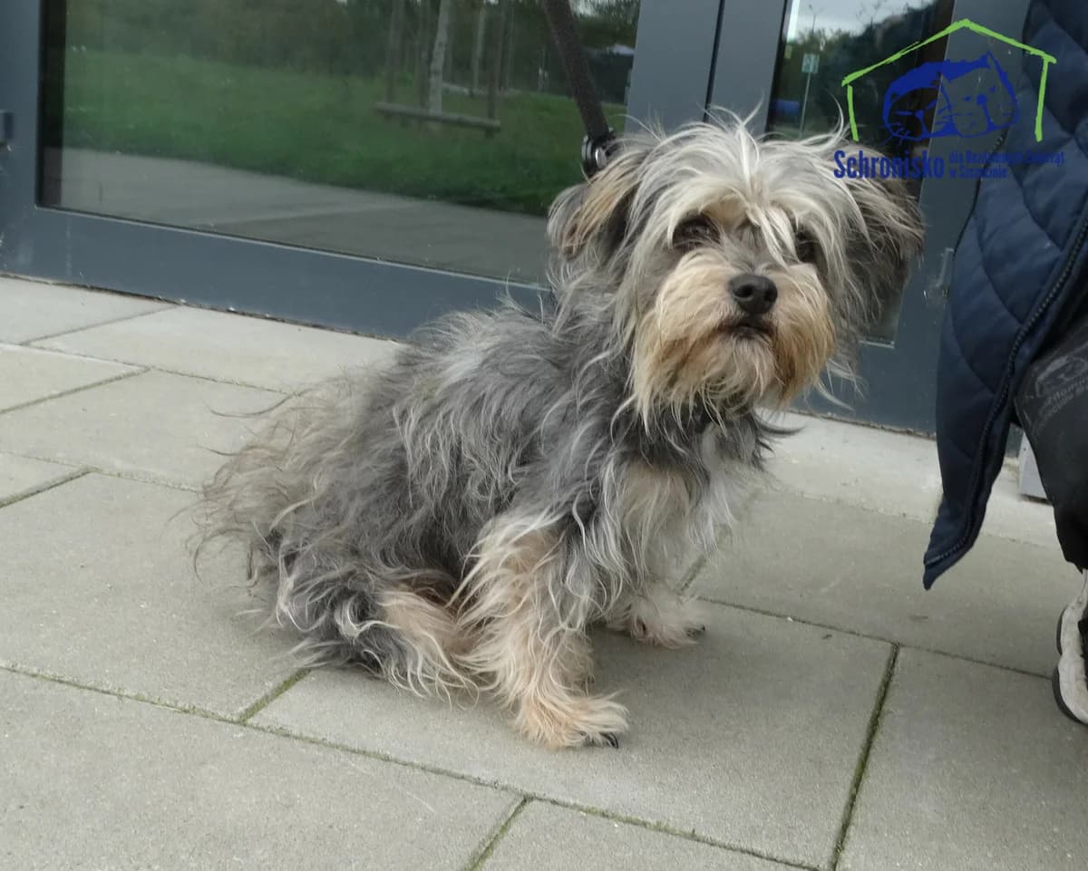 380/24, Mixed Breed (Schronisko Szczecin)
