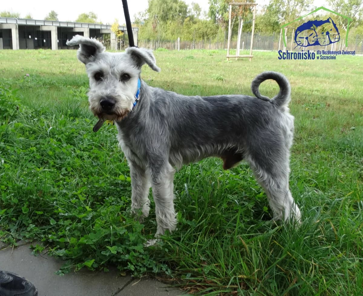 382/24, Mixed Breed (Schronisko Szczecin)