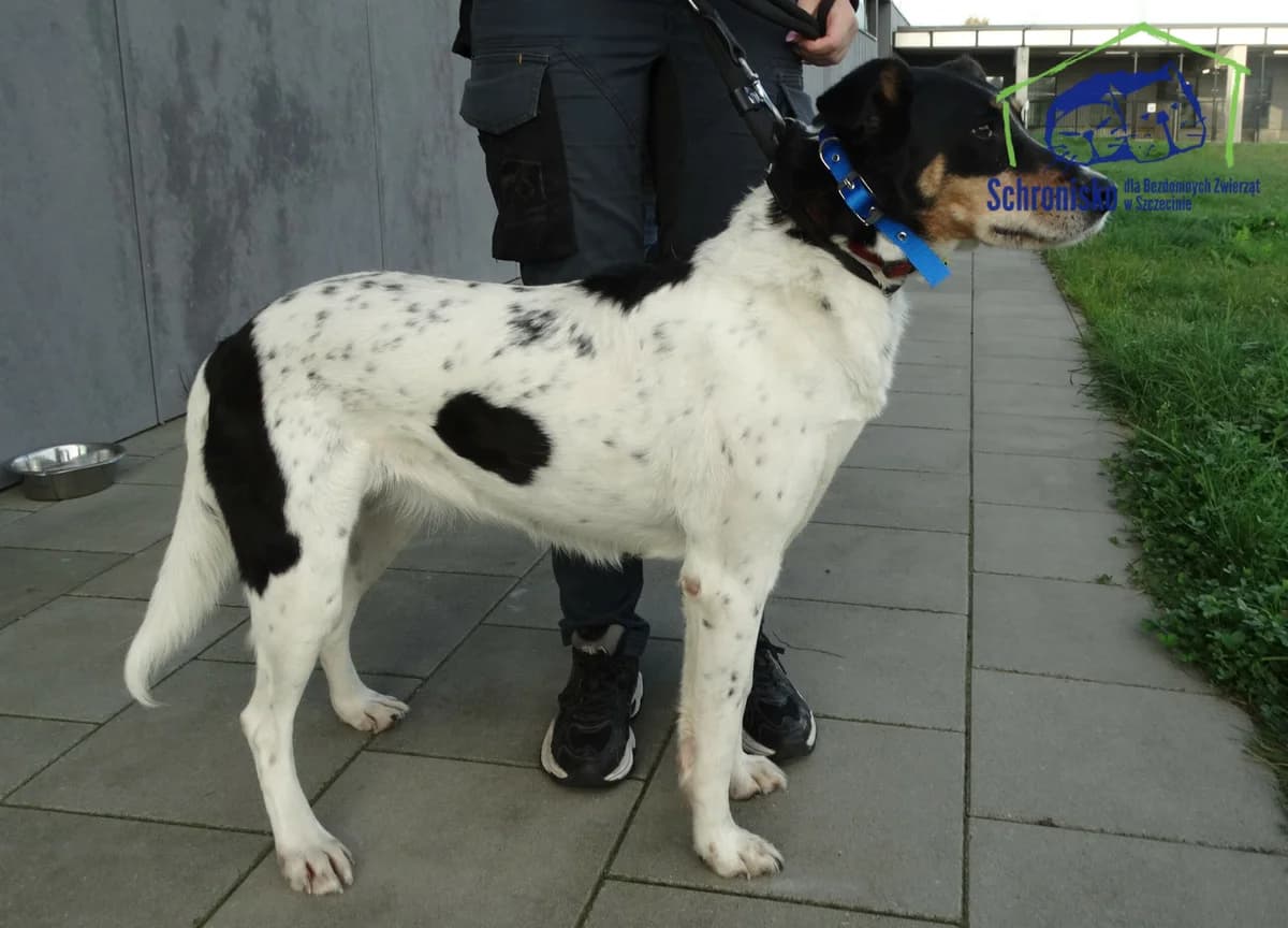 385/24, Mixed Breed (Schronisko Szczecin)