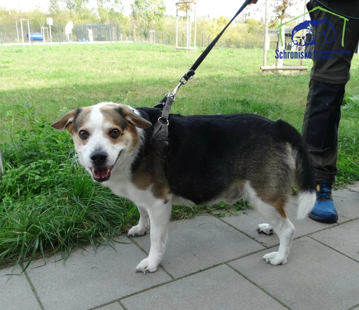 386/24, Mixed Breed (Schronisko Szczecin)
