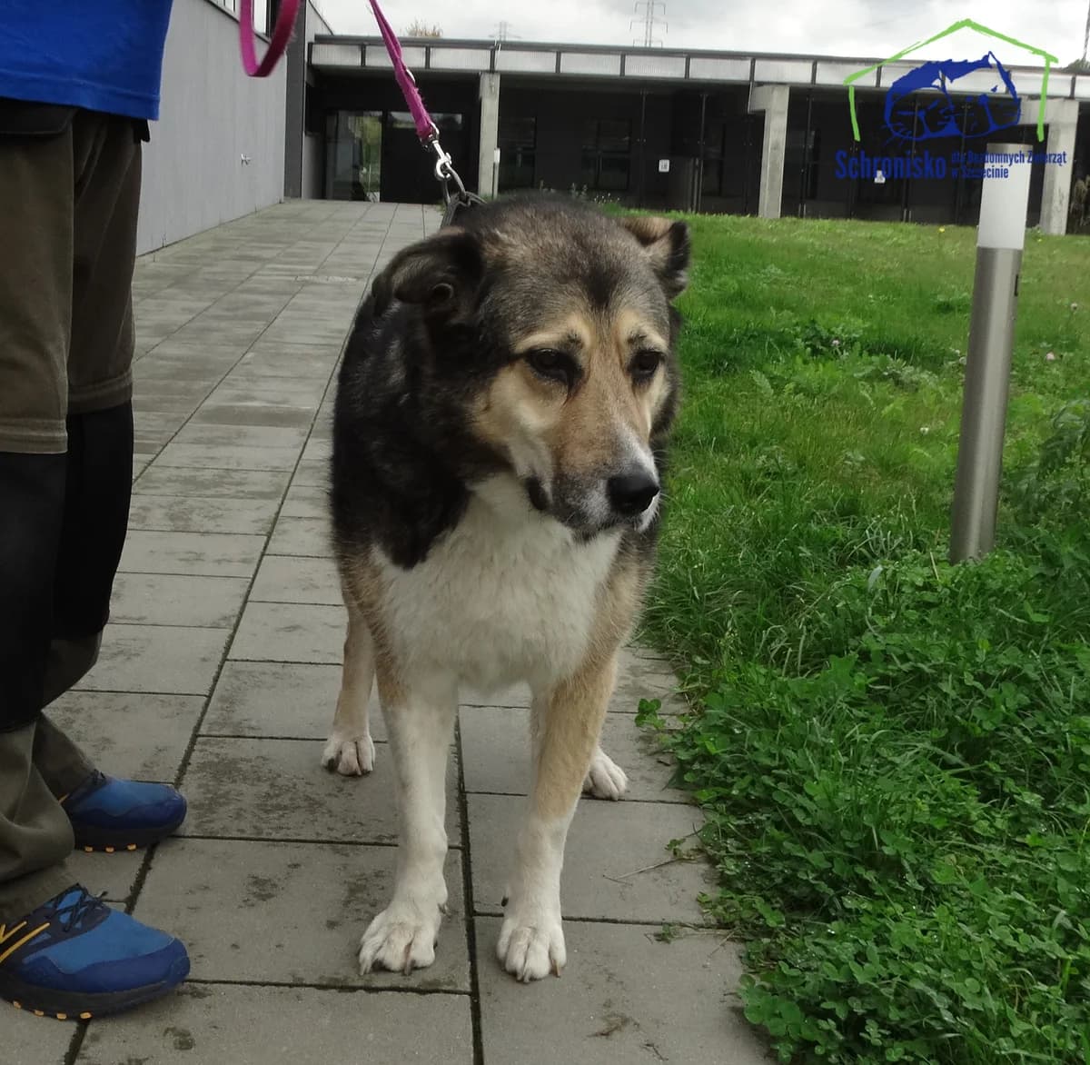 389/24, Mixed Breed (Schronisko Szczecin)
