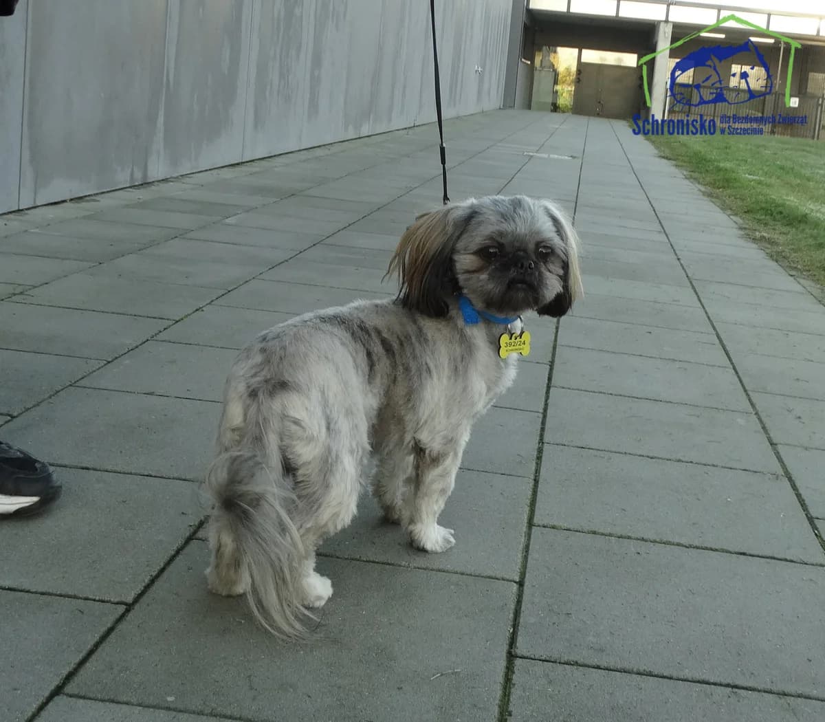 392/24, Mixed Breed (Schronisko Szczecin)