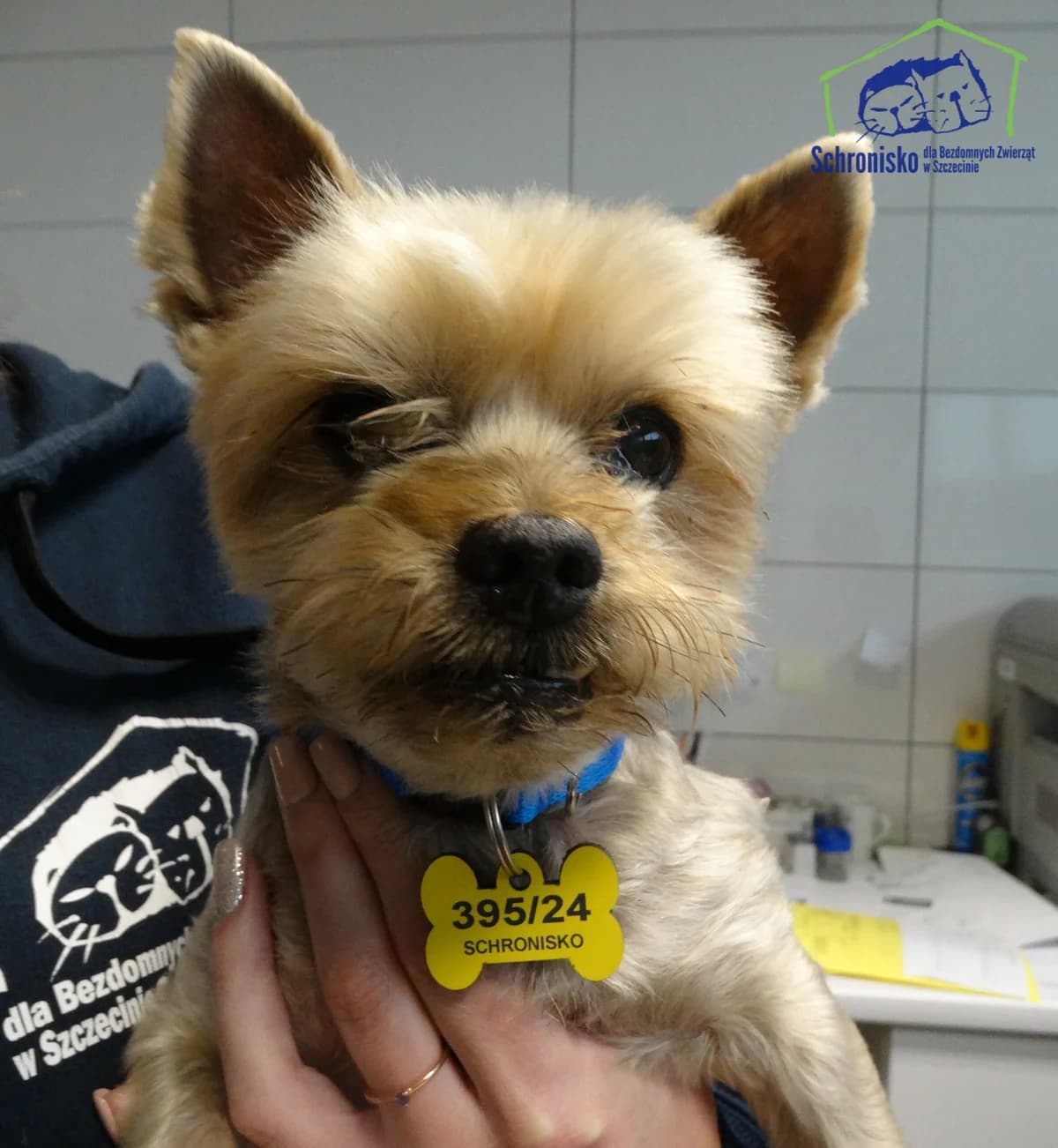 395/24, Mixed Breed (Schronisko Szczecin)