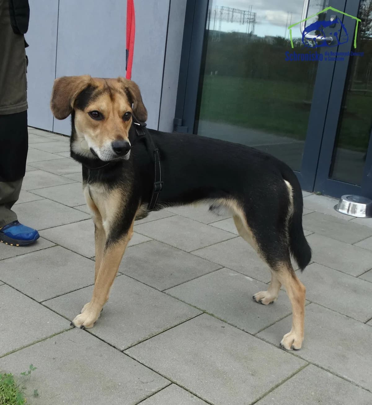 397/24, Mixed Breed (Schronisko Szczecin)