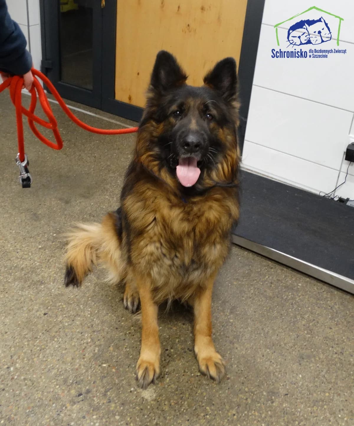 Brego,  Mixed Breed for adoption at Schronisko Szczecin, Szczecin