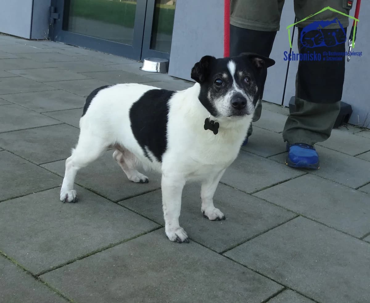 404/24, Mixed Breed (Schronisko Szczecin)