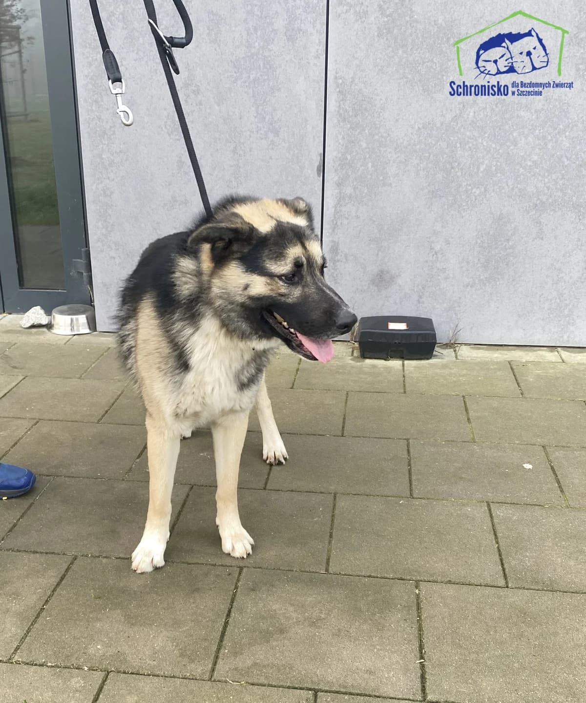 406/24, Mixed Breed (Schronisko Szczecin)
