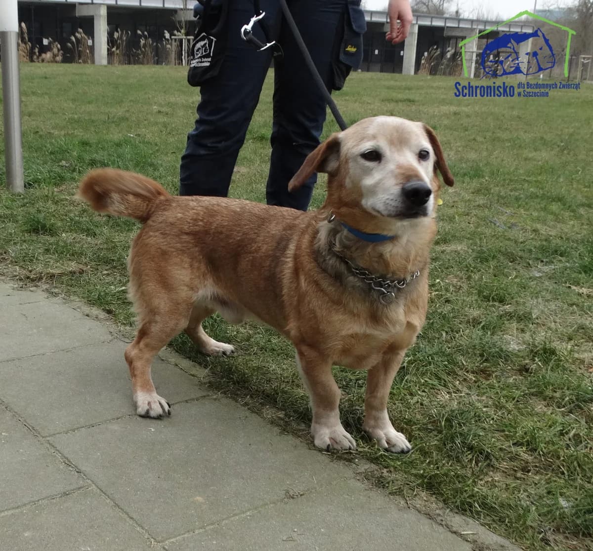 41/25, Mixed Breed (Schronisko Szczecin)