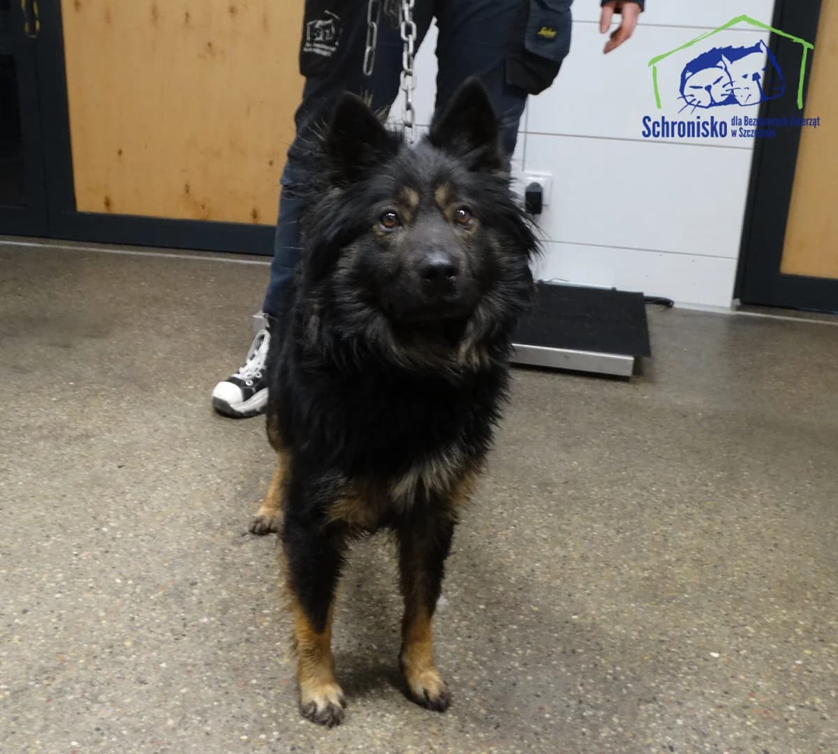 Sami,  Mixed Breed for adoption at Schronisko Szczecin, Szczecin