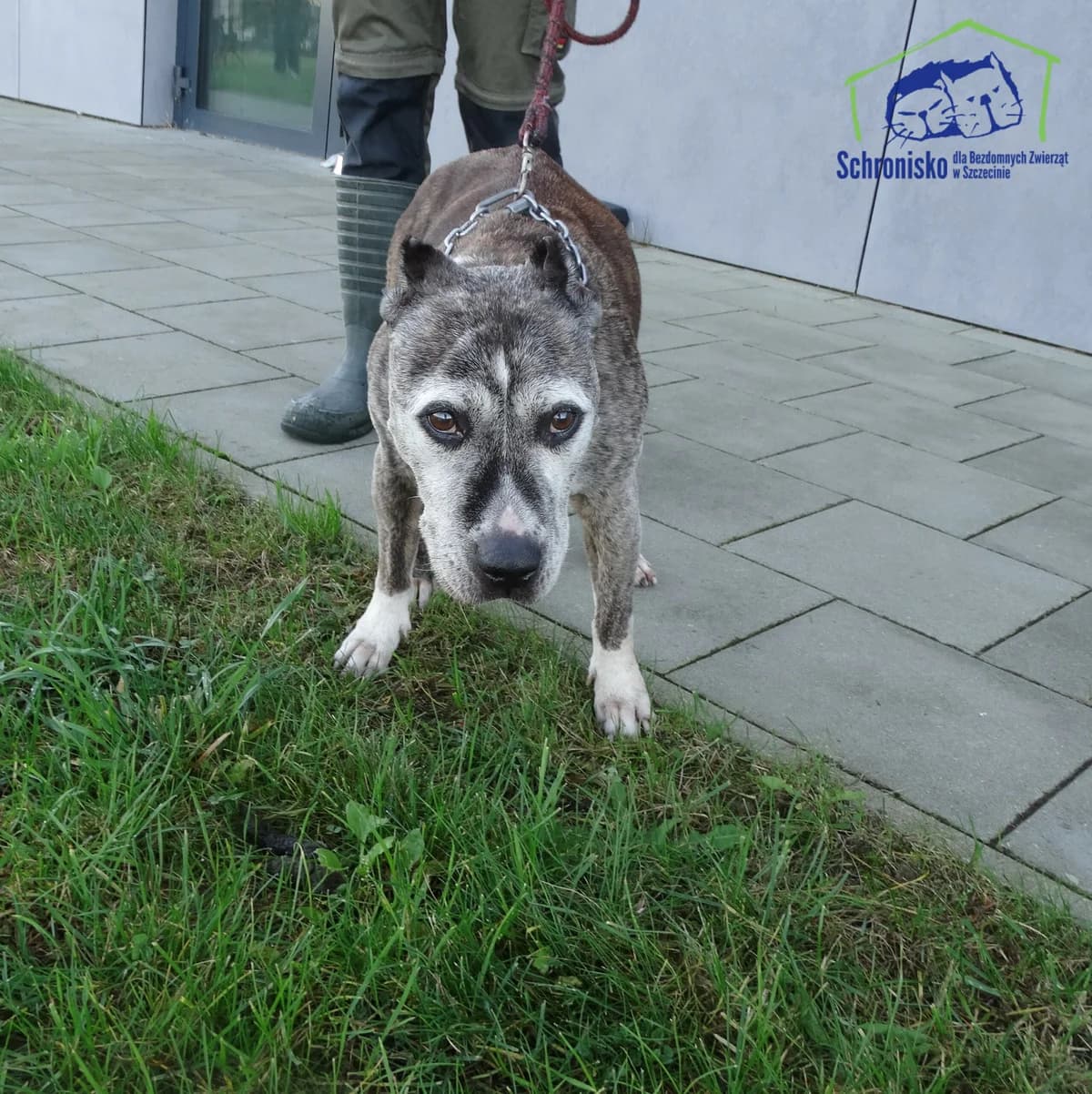 415/24, Mixed Breed (Schronisko Szczecin)