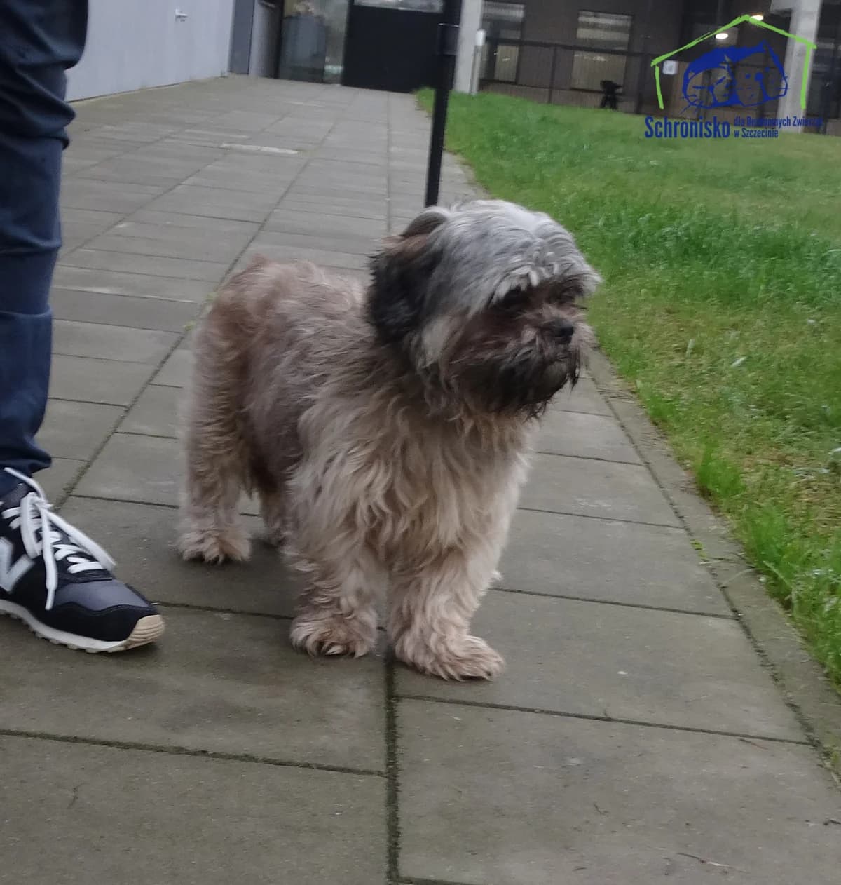 416/24, Mixed Breed (Schronisko Szczecin)