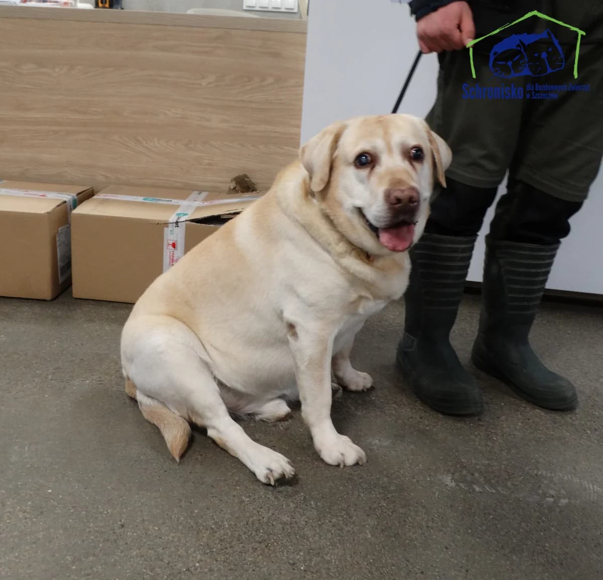 42/26,  Mixed Breed for adoption at Schronisko Szczecin, Szczecin