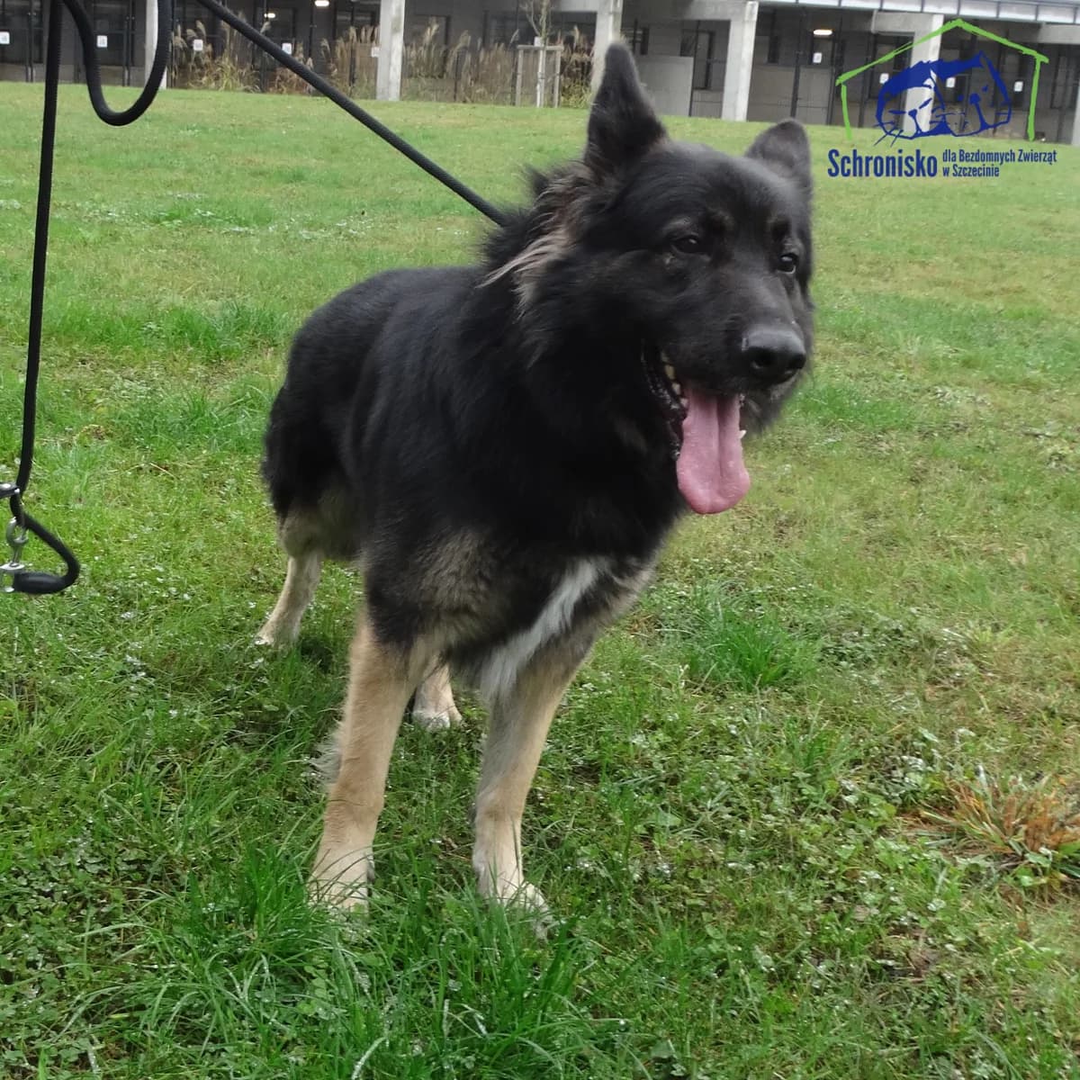 Dingo, Mixed Breed (Schronisko Szczecin)