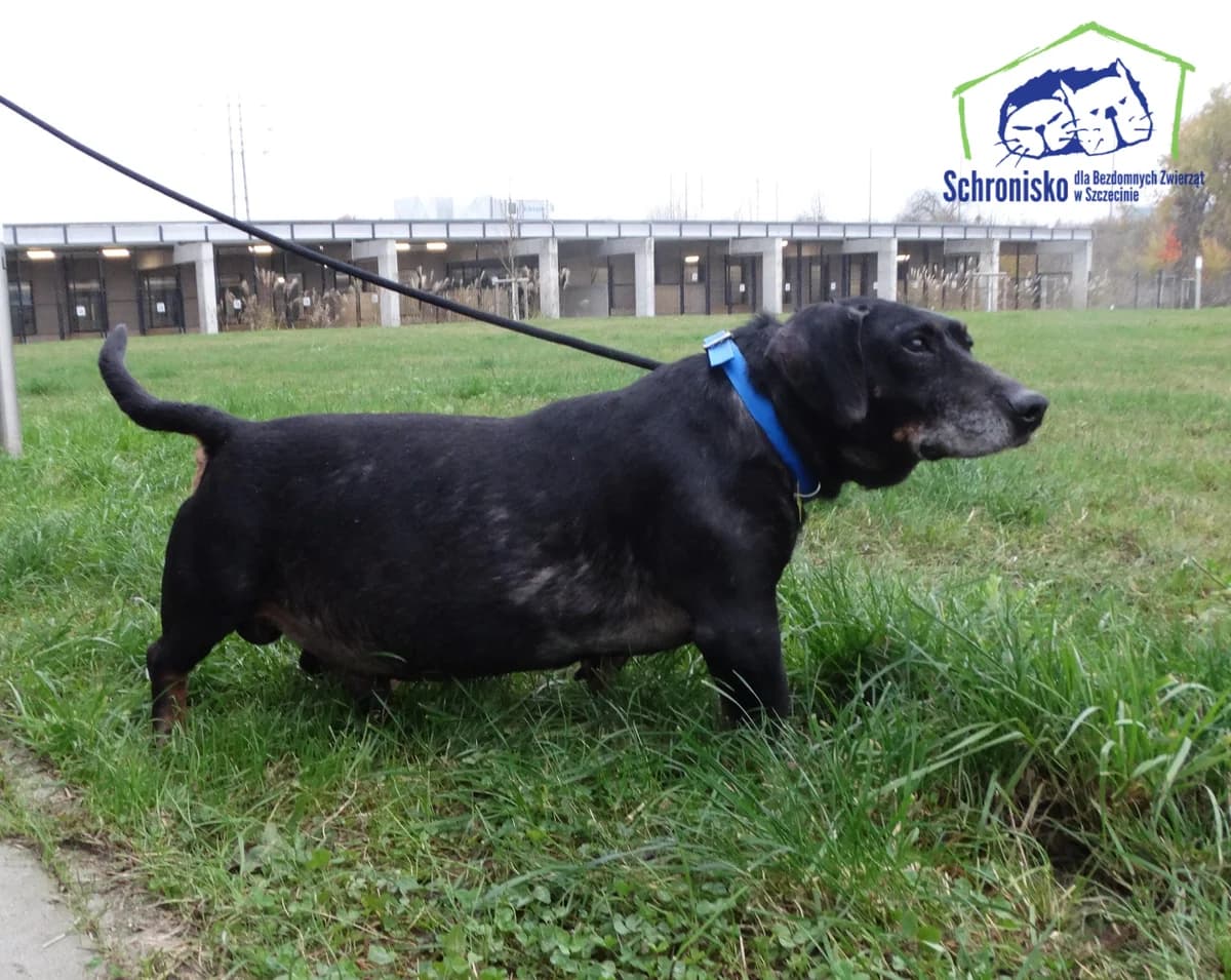 423/24, Mixed Breed (Schronisko Szczecin)