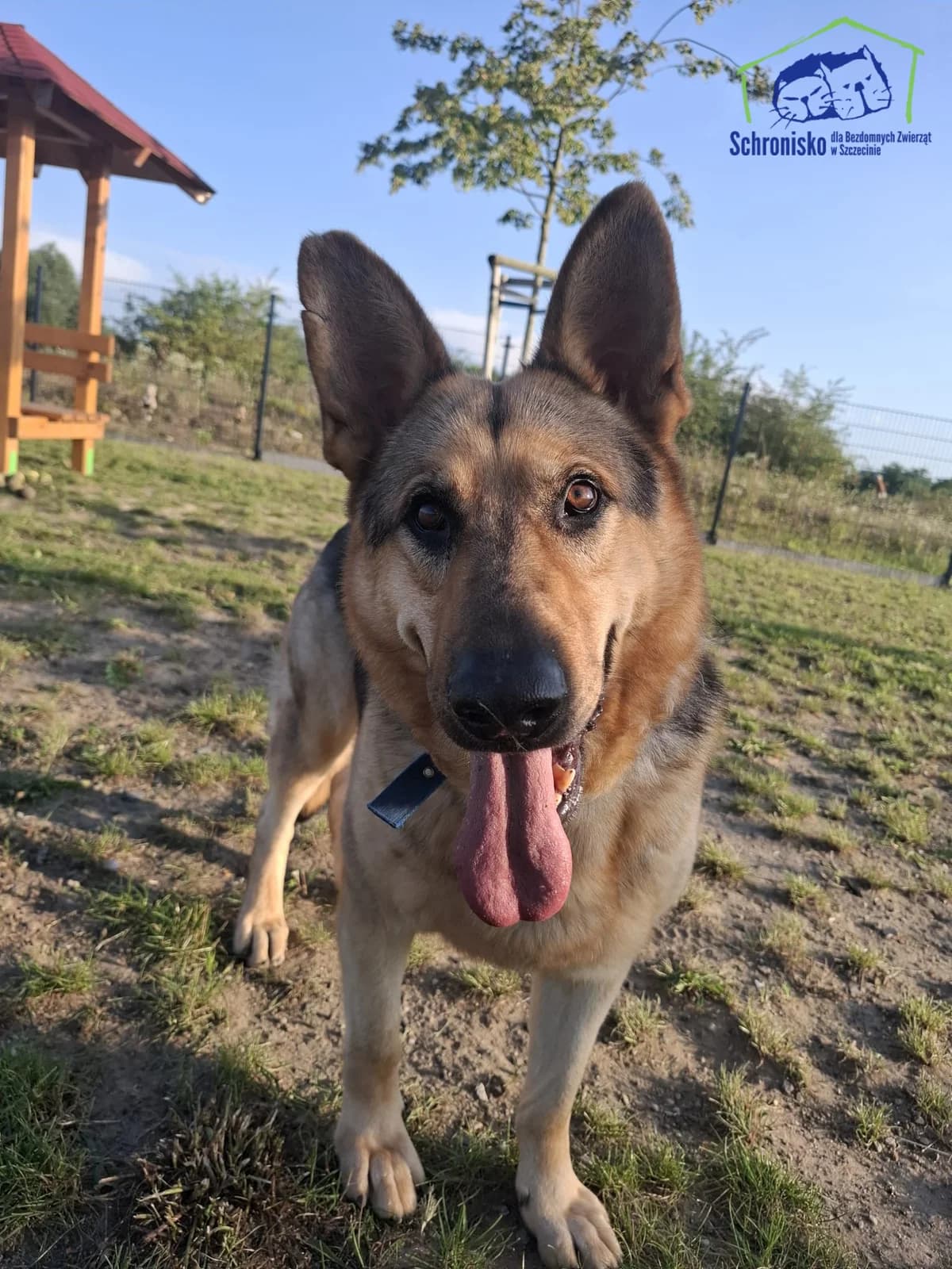 Majlo, Mixed Breed (Schronisko Szczecin)
