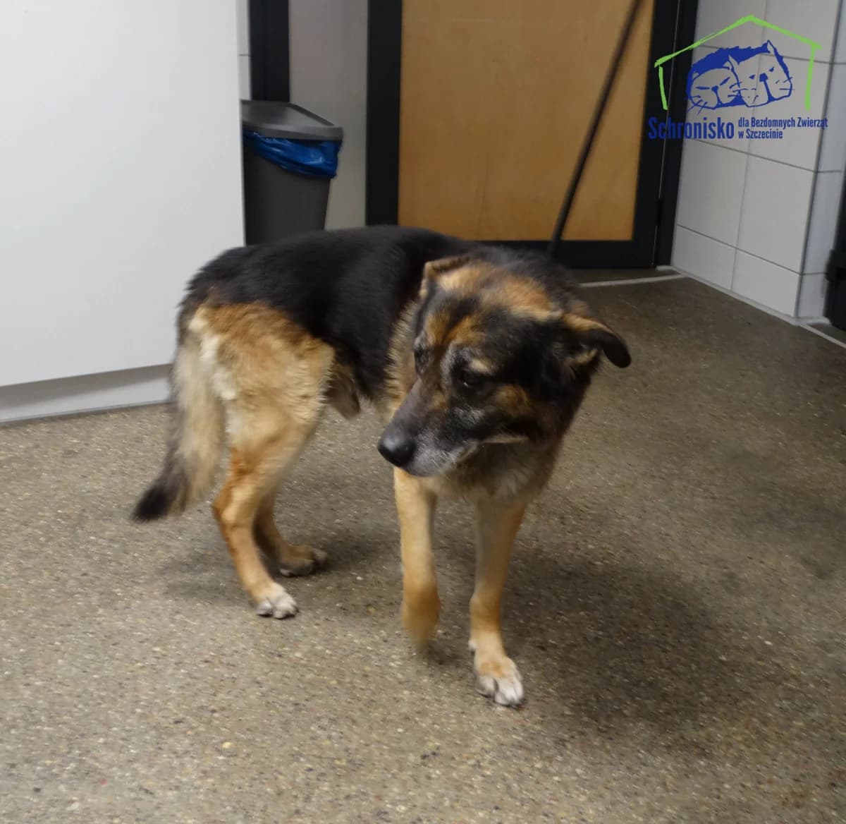 Brus,  Mixed Breed for adoption at Schronisko Szczecin, Szczecin