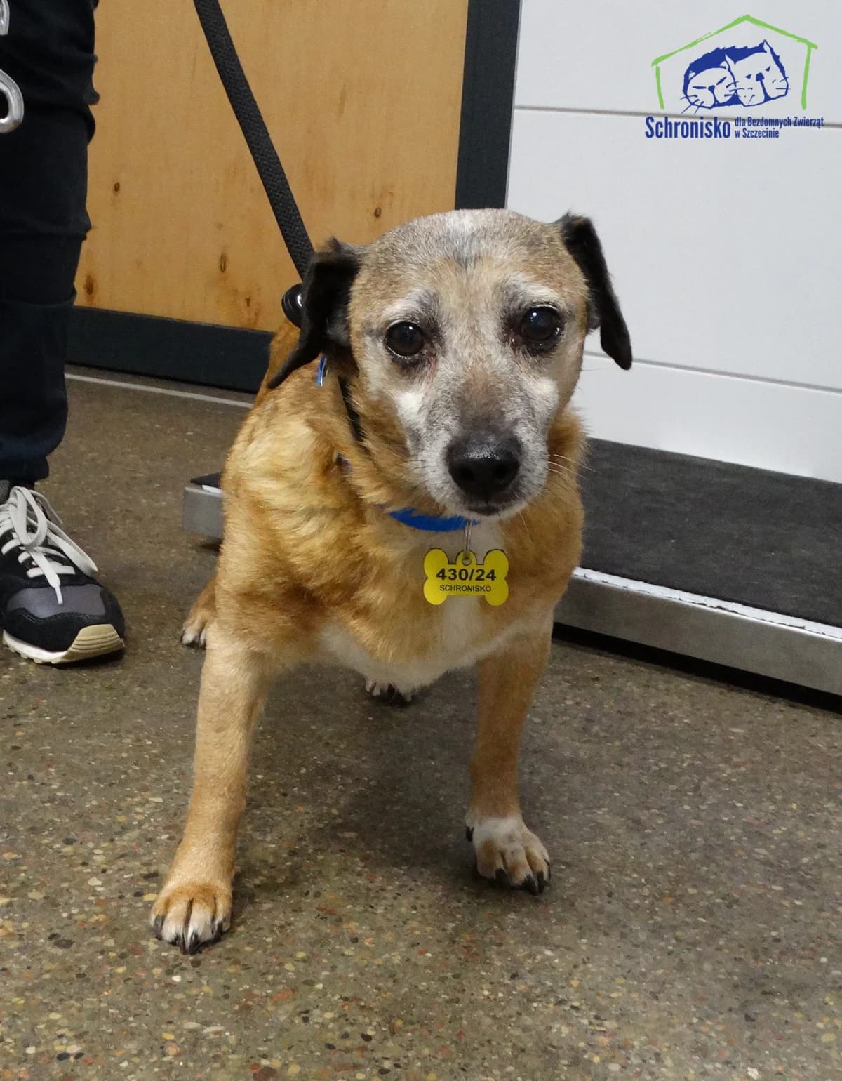 430/24, Mixed Breed (Schronisko Szczecin)