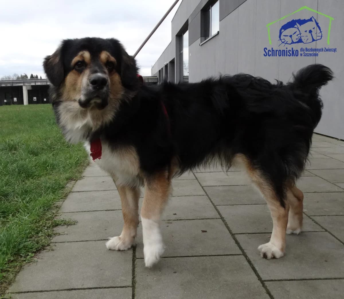 442/24, Mixed Breed (Schronisko Szczecin)