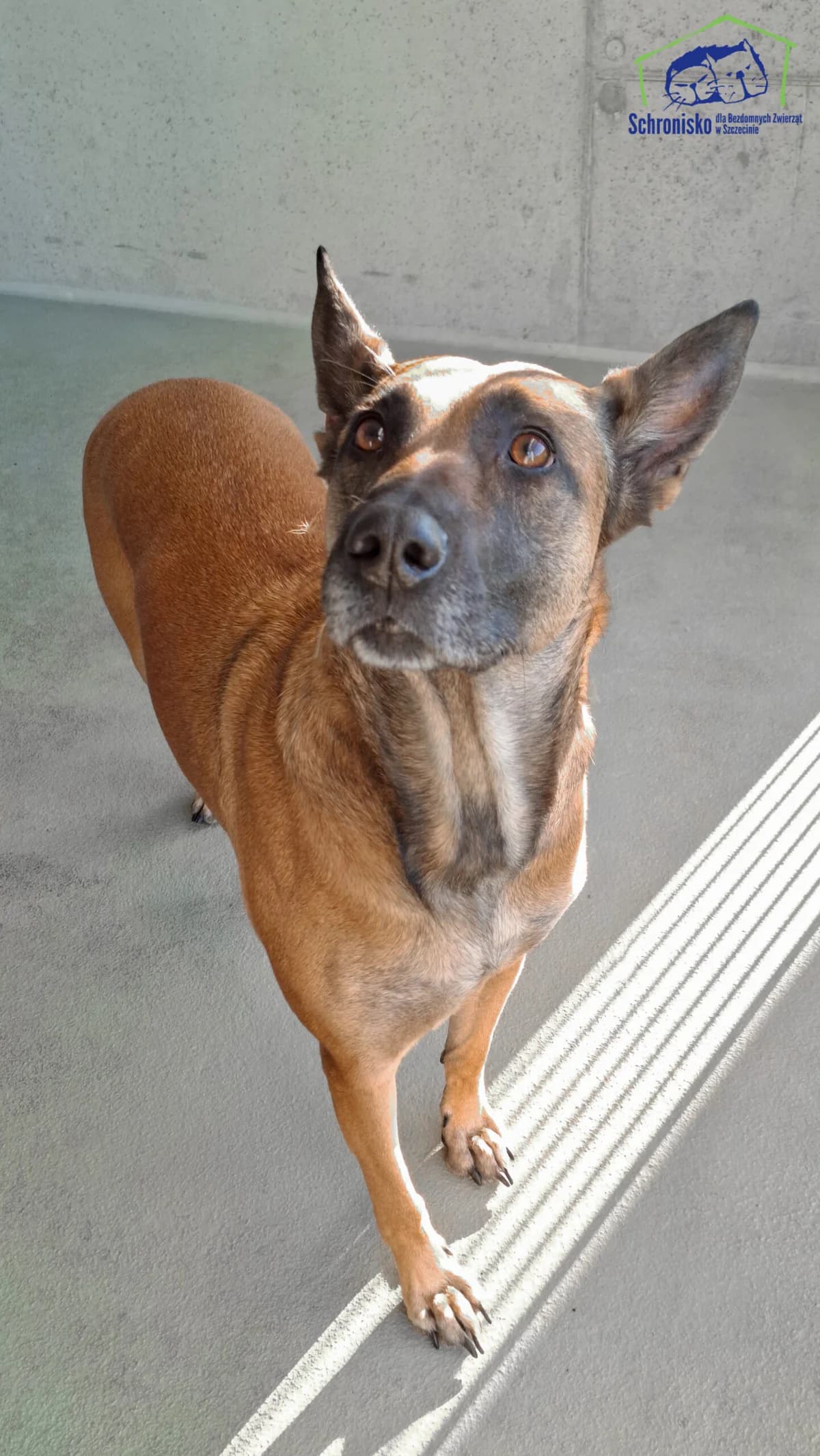 448/24, Mixed Breed (Schronisko Szczecin)